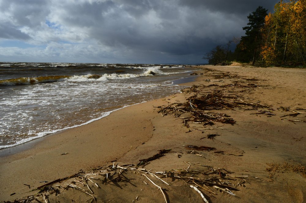 Берег Финского залива
