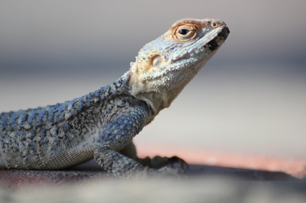 Гордость и величие