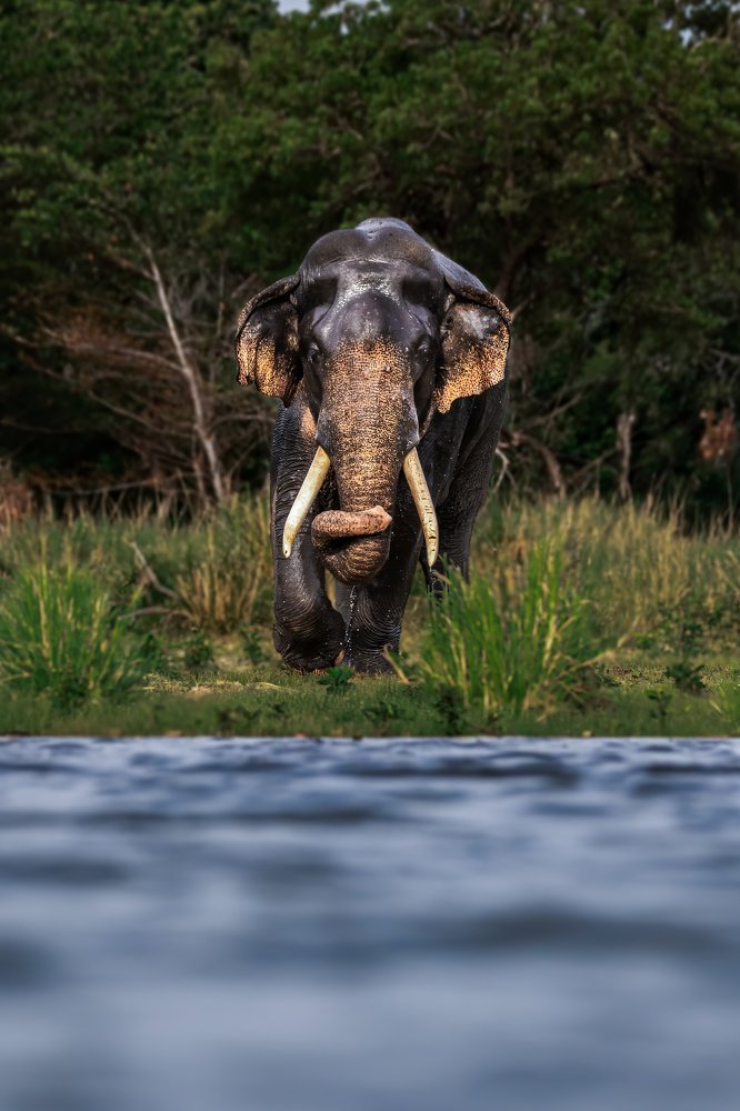 Photograph by Ansala Botheju