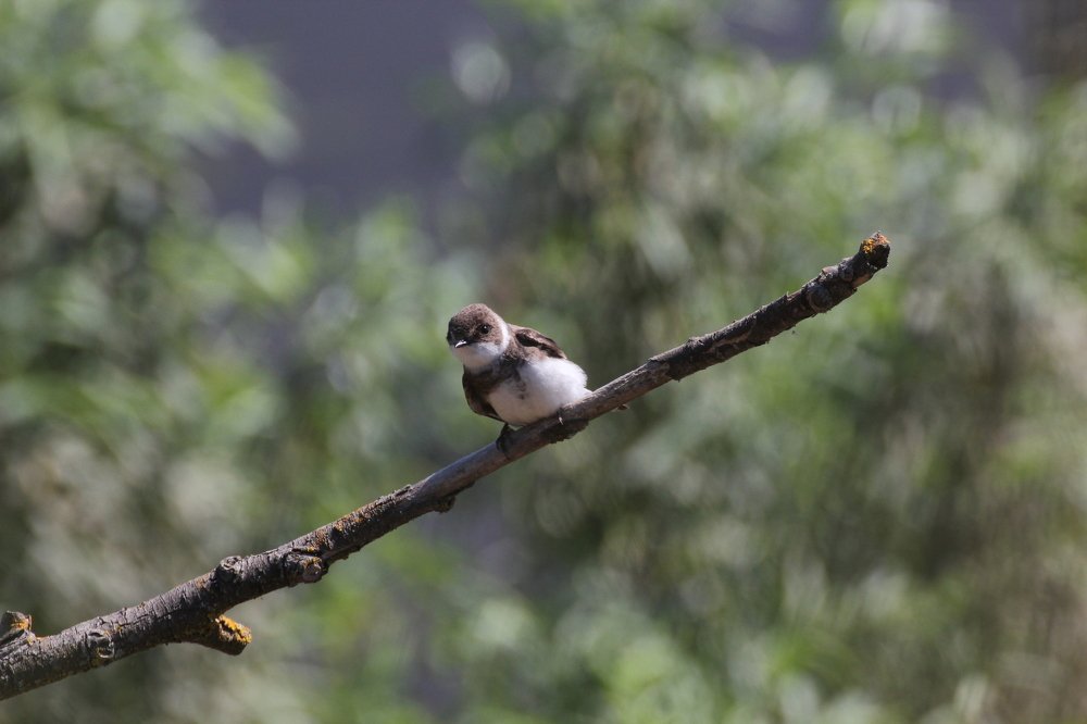 Крошка-береговушка