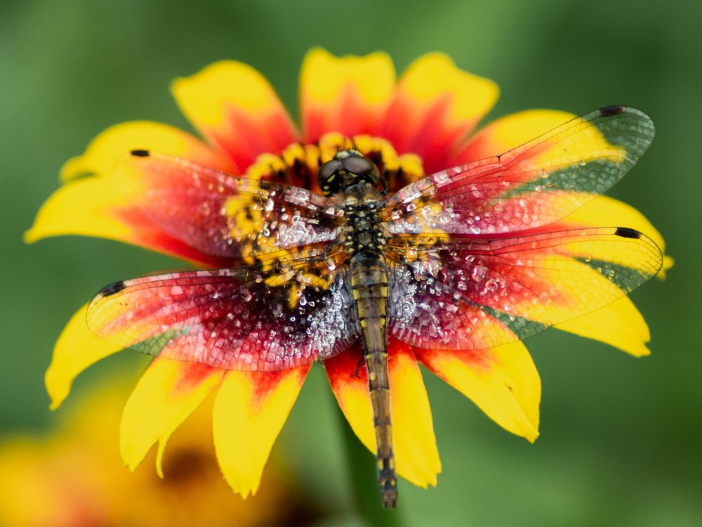 Photograph by Елена Абдураманова