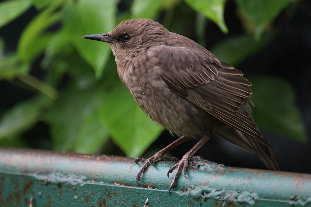 Невероятно шоколадный