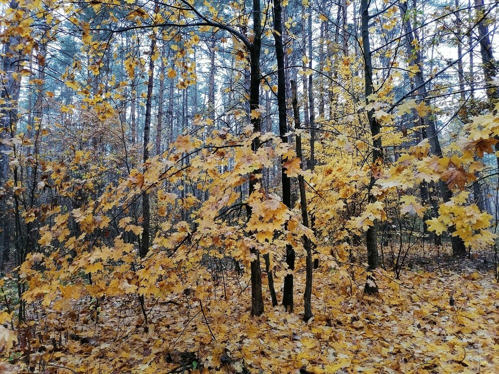 Photograph by Анатолий Мохорев