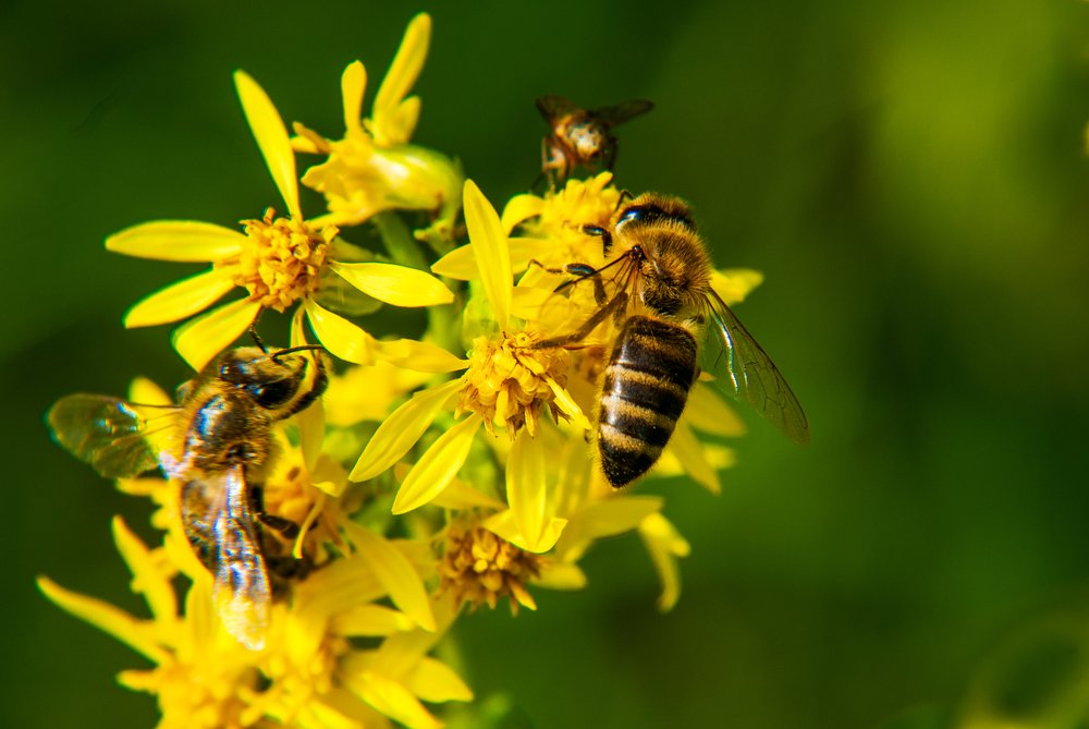 Photograph by Лозинский Ярослав