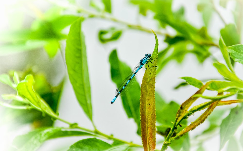 Photograph by Лозинский Ярослав