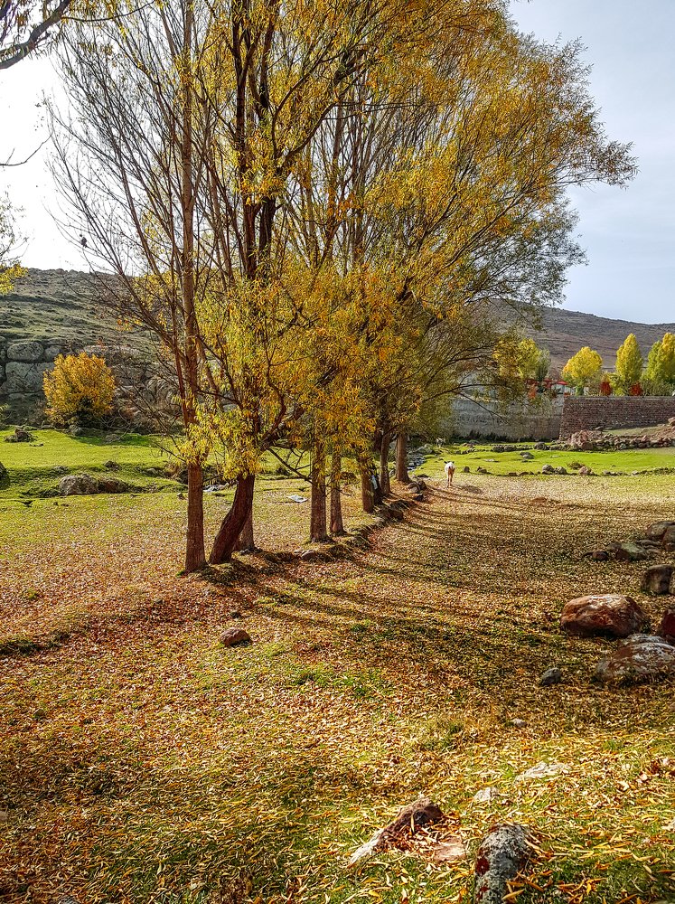 Фотография автора Nima Nezafat Yazdi