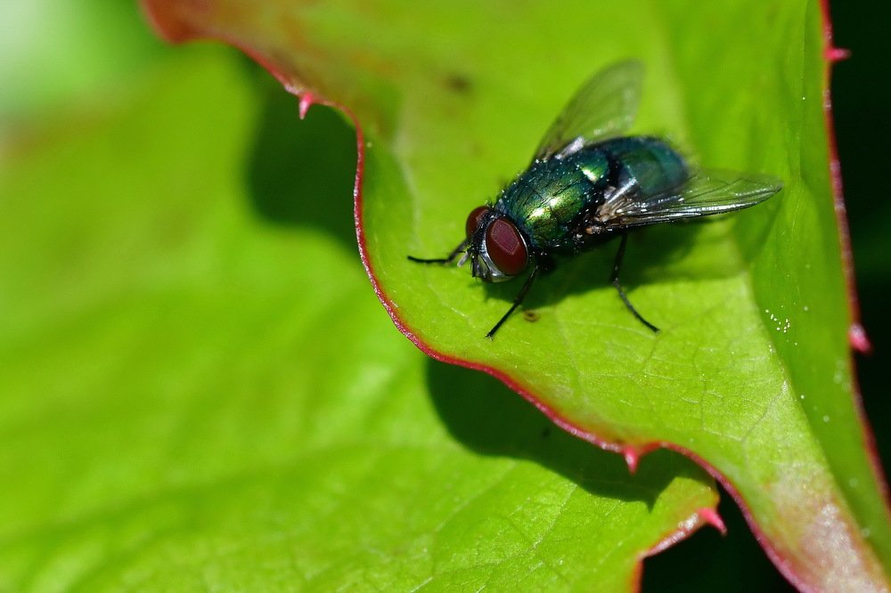 Фотография автора Anne Moginier