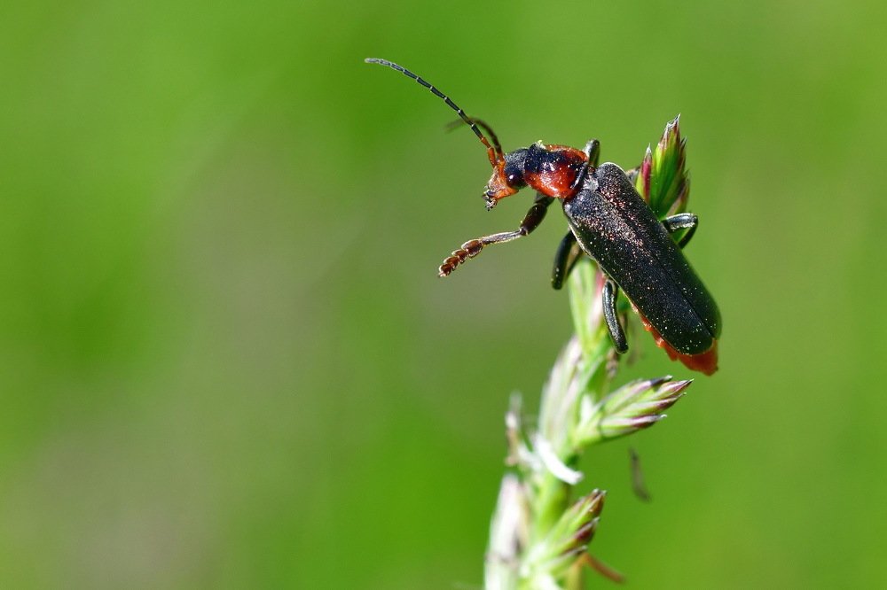 Фотография автора Anne Moginier