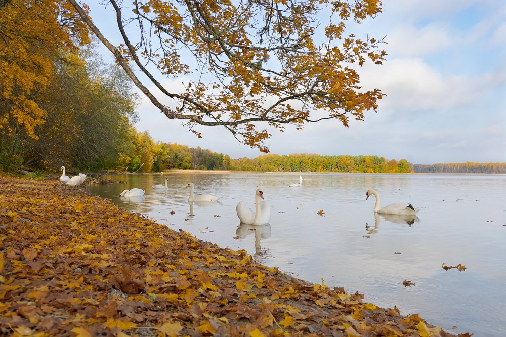 Лебеди на заповедном озере