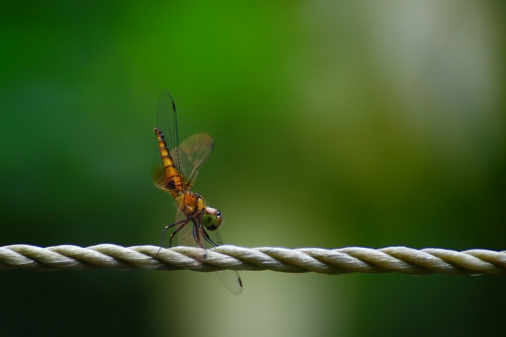 Photograph by Fahad Bin Kamal Anik