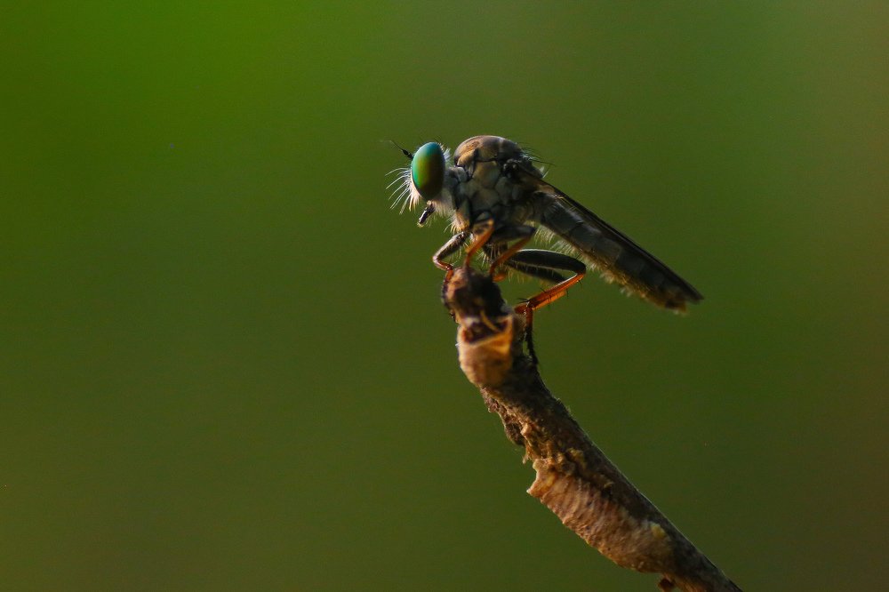 Photograph by Fahad Bin Kamal Anik