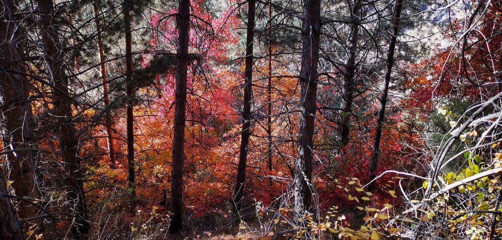 Photograph by Yuriy  Korsuntsev