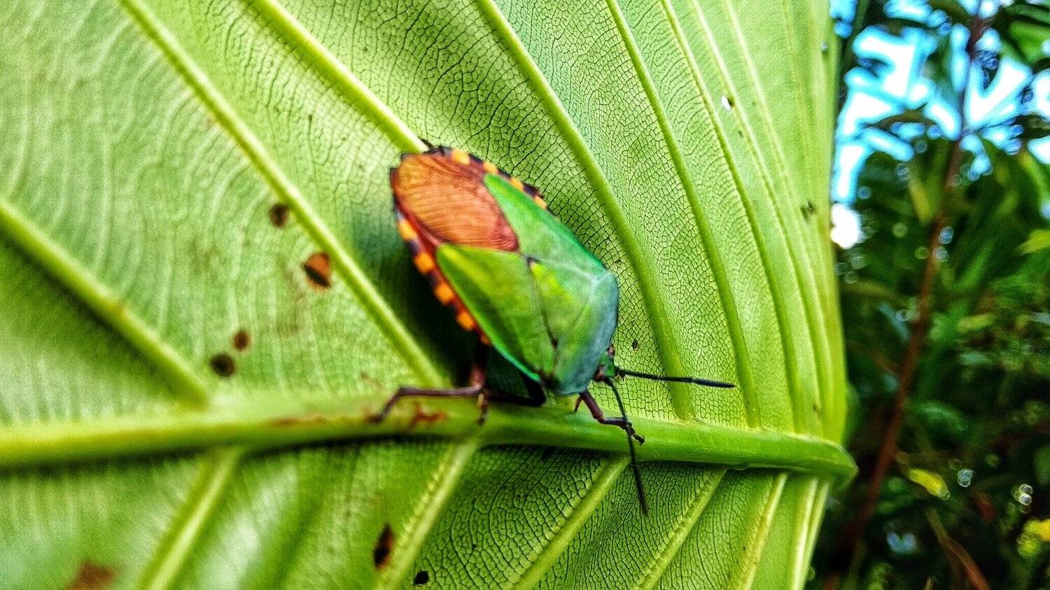 type of pest gumla simpur leaves