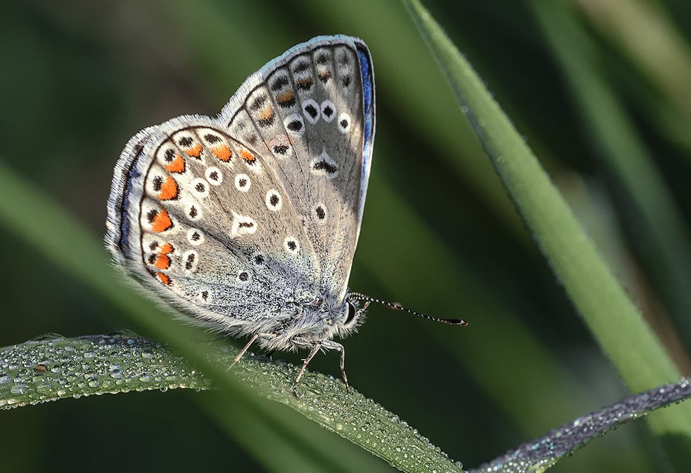 Фотография автора Анатолий Зверев