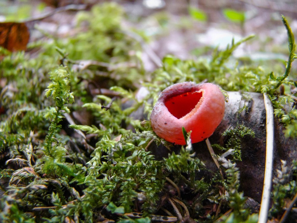 Саркосцифа алая