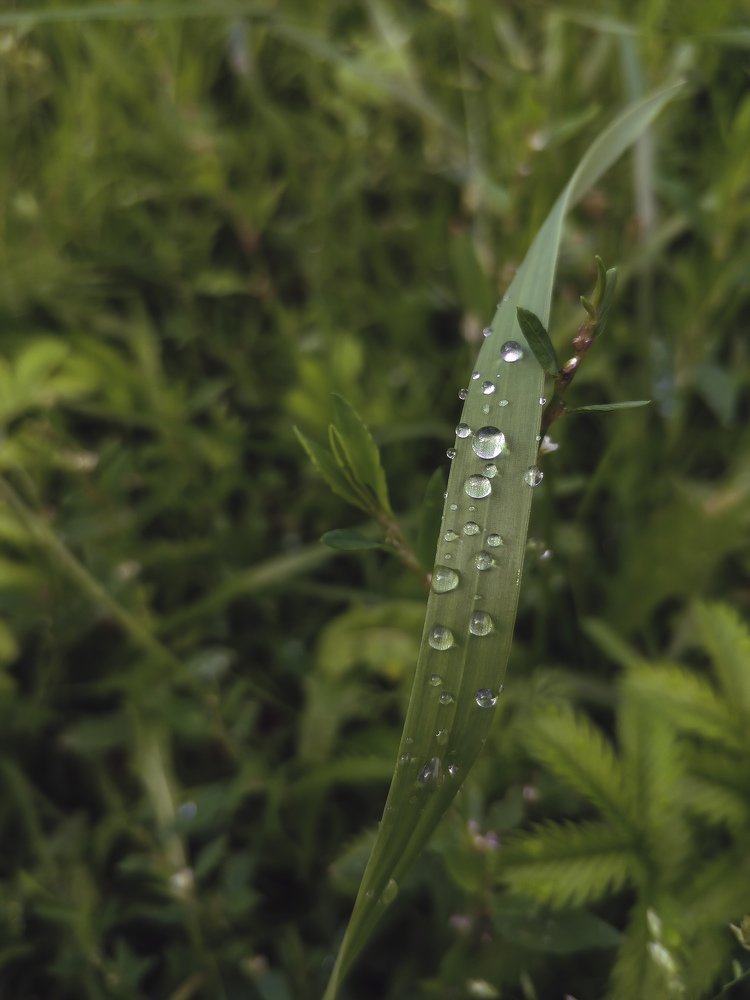 Dew drops