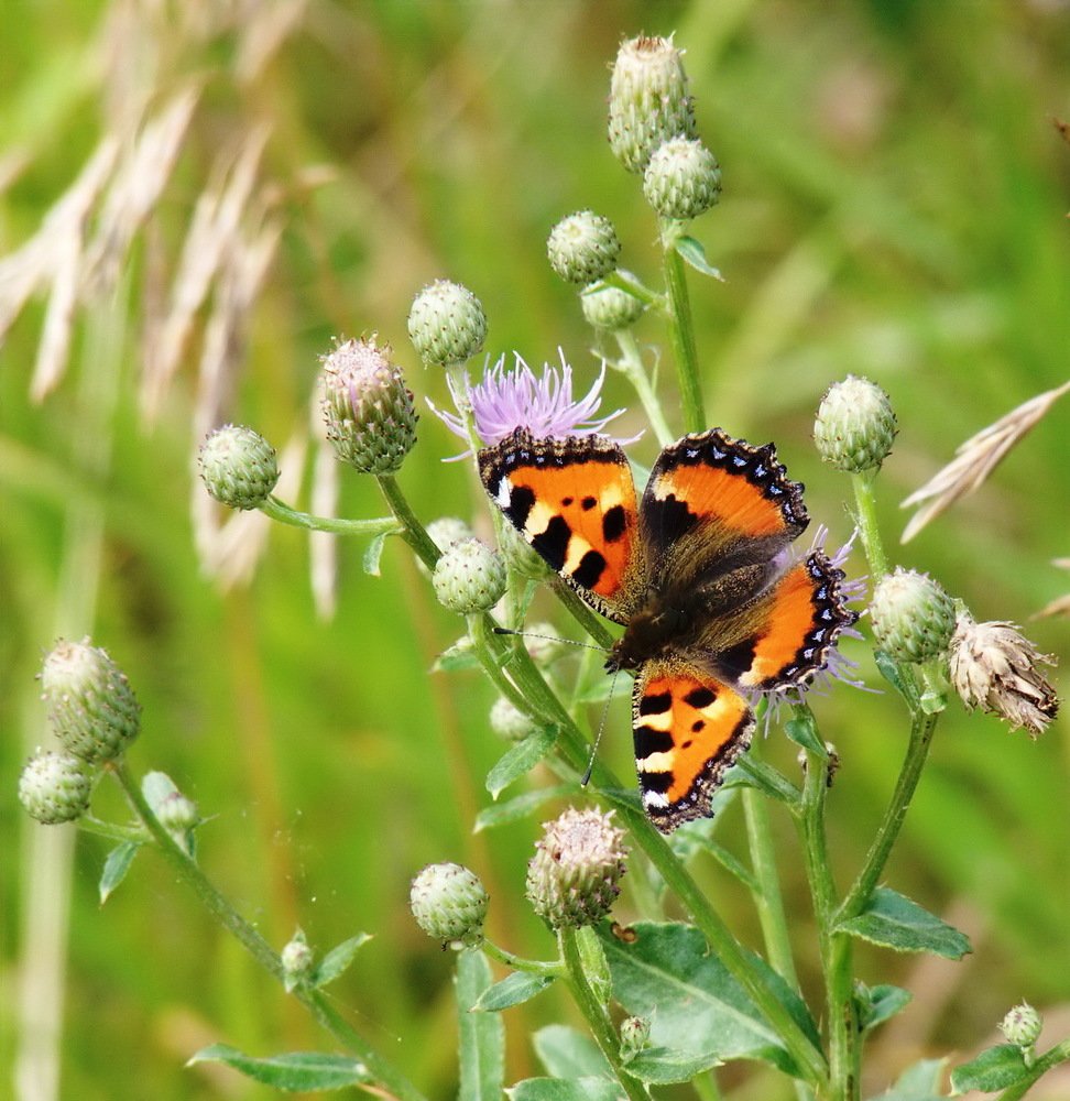 Photograph by Игорь Меньшенин