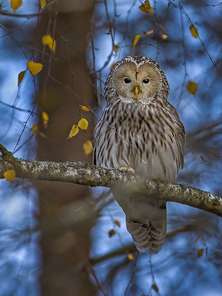 Photograph by Darius Babelis