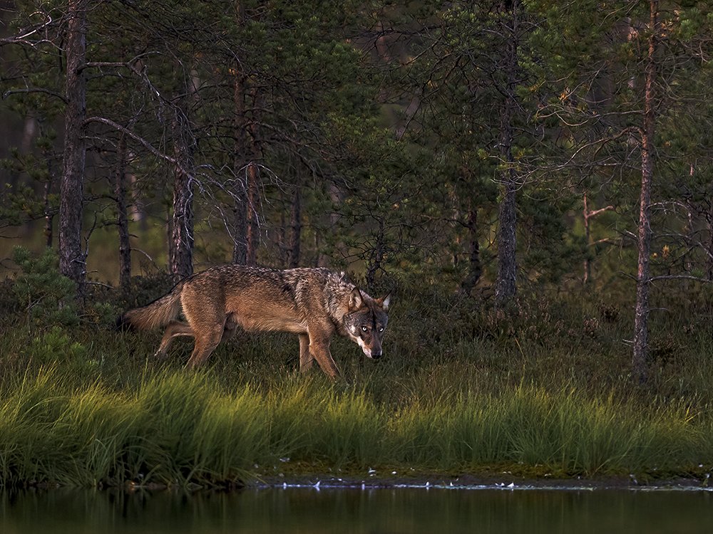 Photograph by Darius Babelis