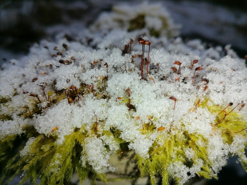 Photograph by Anna Makogonova