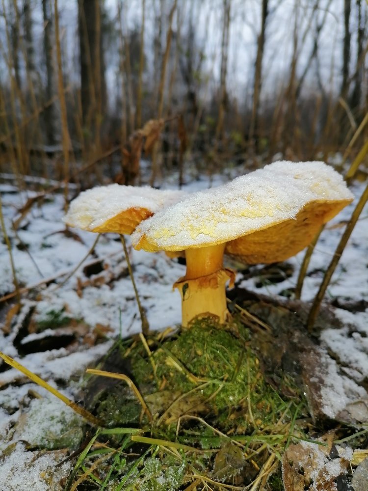 Photograph by Anna Makogonova