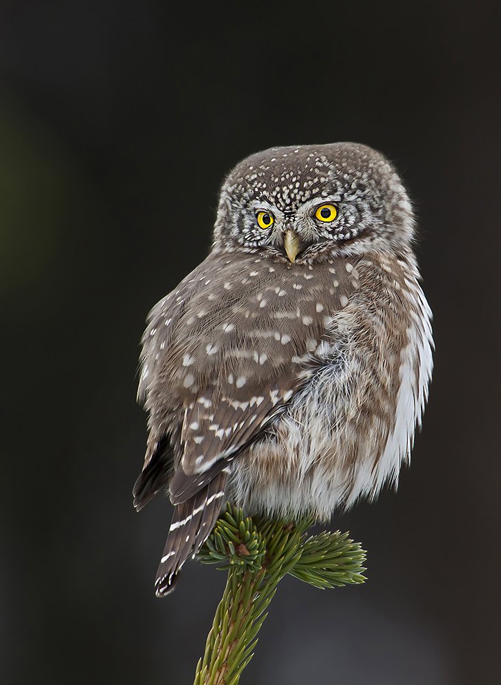 Photograph by Darius Babelis