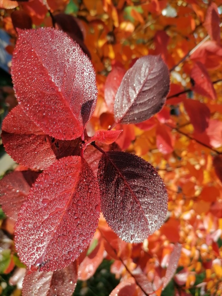 Photograph by Anna Makogonova