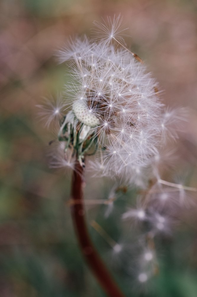 Одуванчик на закате жизни