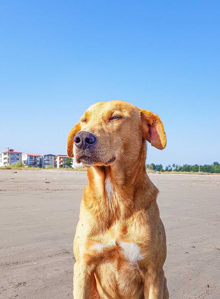 Фотография автора Nima Nezafat Yazdi