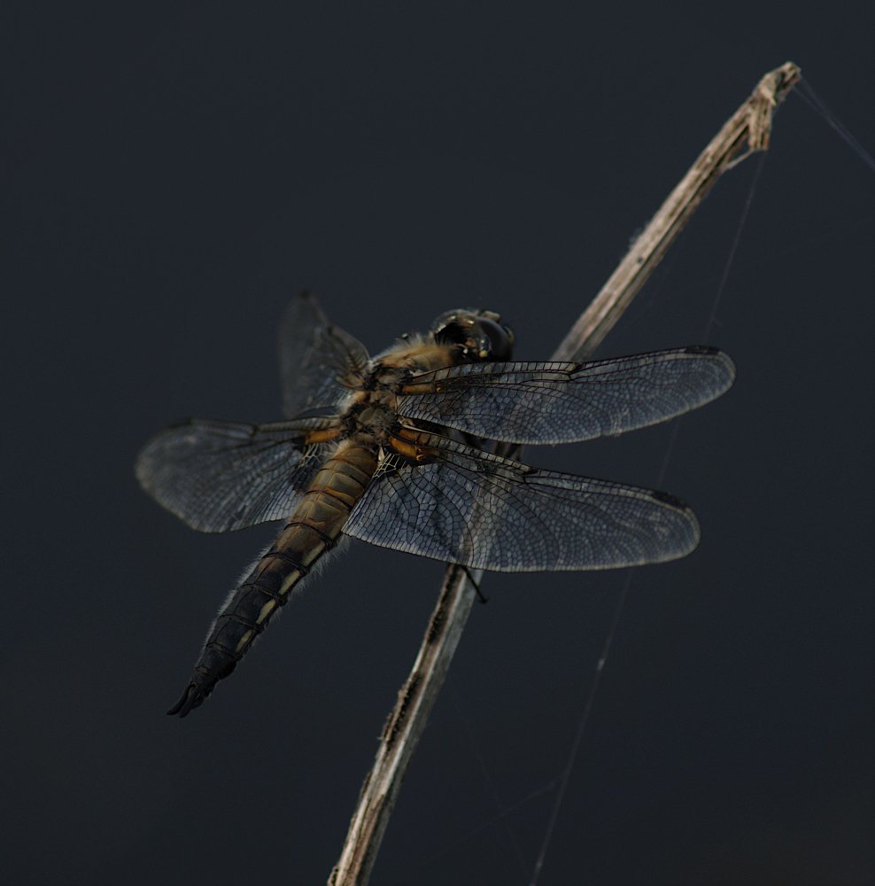 Dragonfly