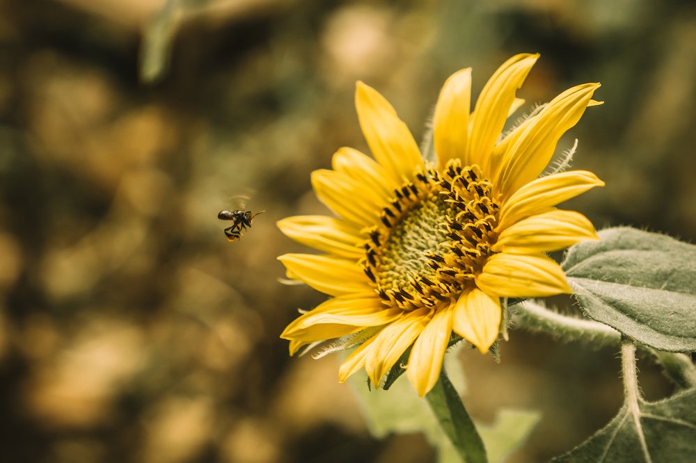 Photograph by Roby Julian