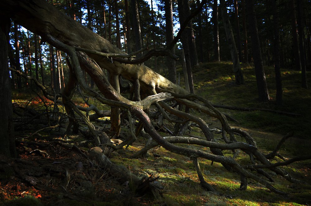 Photograph by Ivan Kotenko