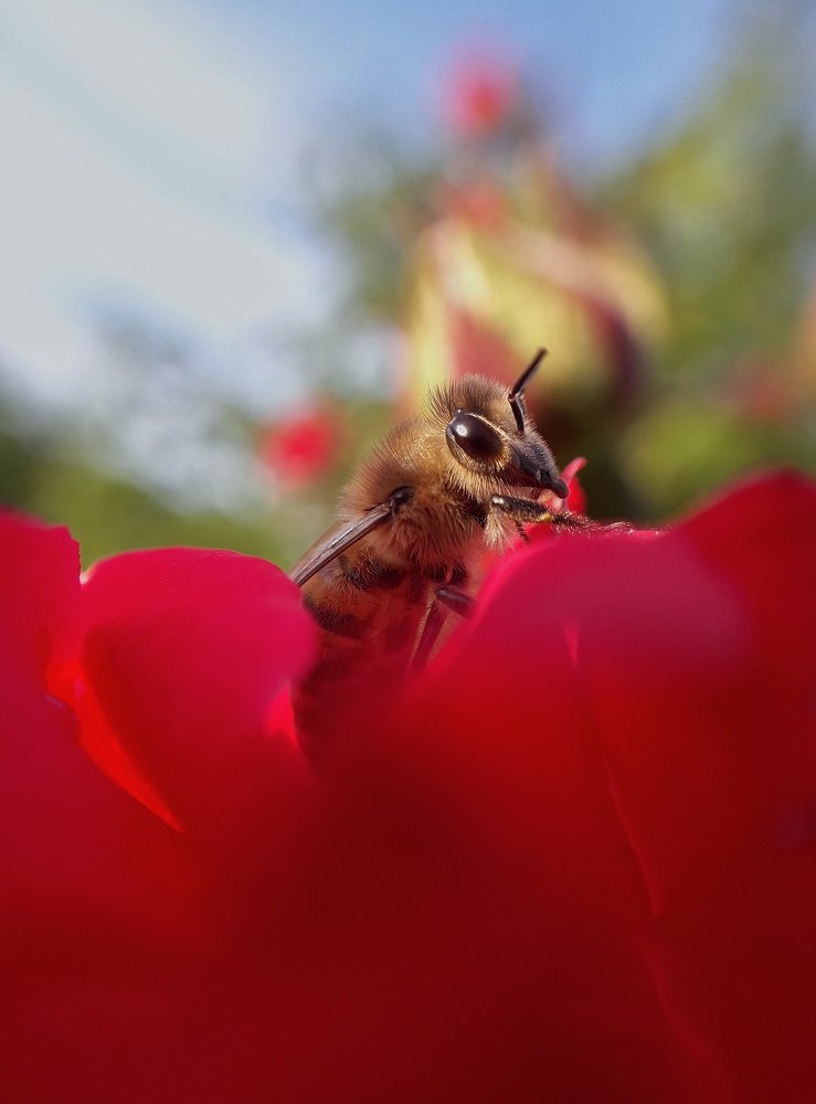 Photograph by Оксана Кочубеева