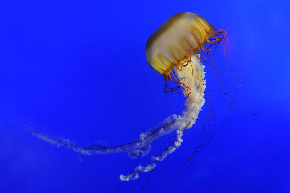 Jelly Dancing