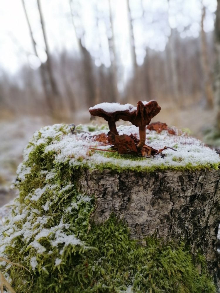 Photograph by Anna Makogonova