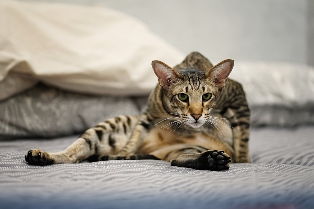 Фотография автора Алла Никитина