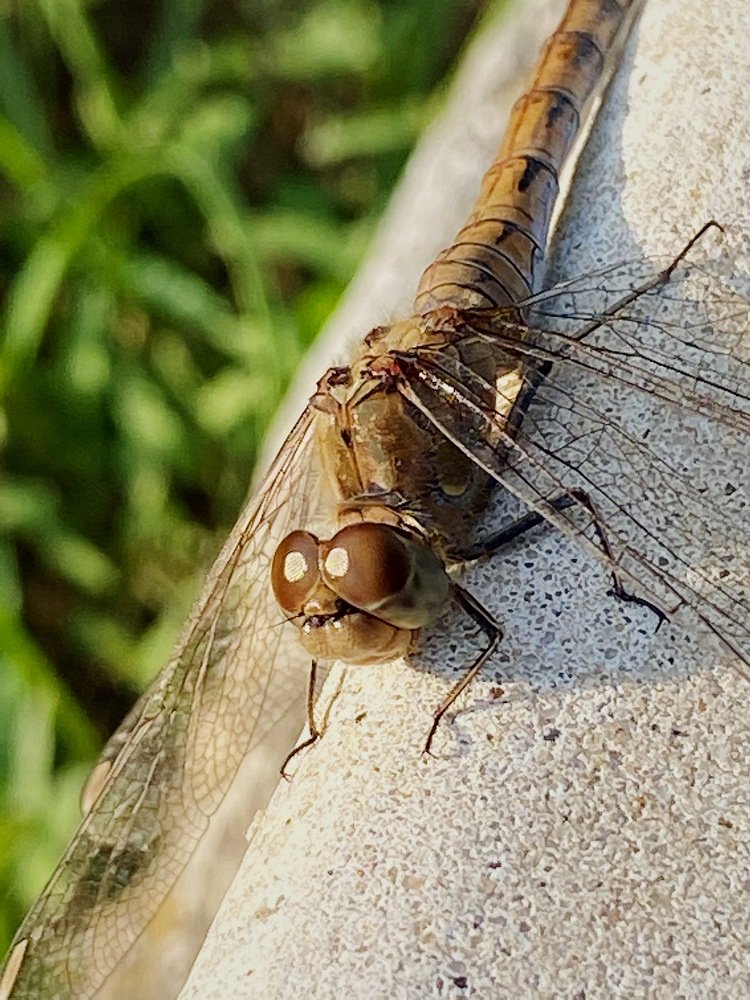 Photograph by Ольга Петухова