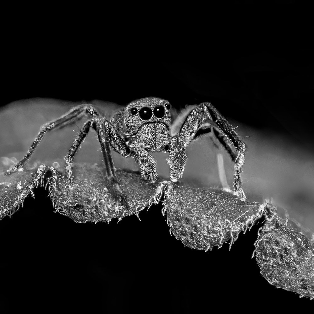 Jumping Spider