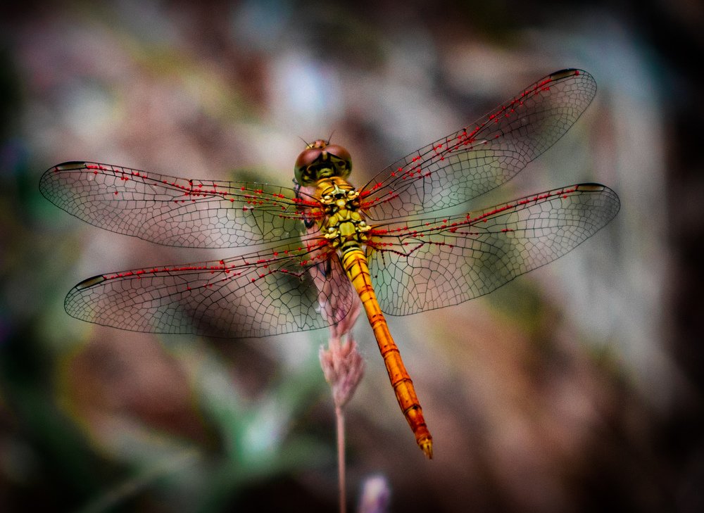 Photograph by Hasan Orhon