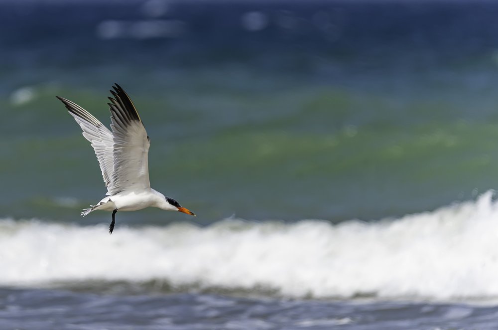 Sea blue and the caspian Tern