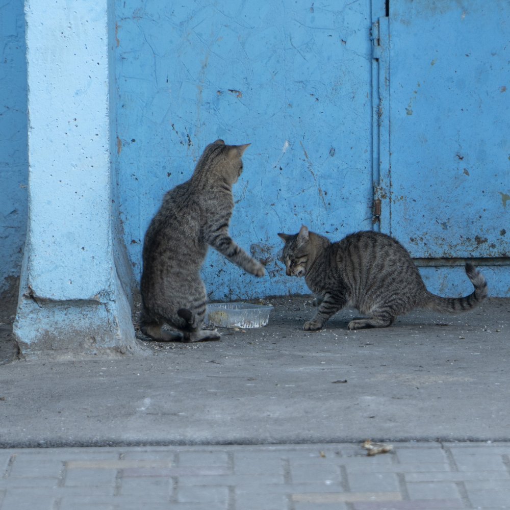 Игривая кошка