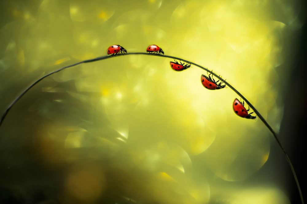 Семейная прогулка