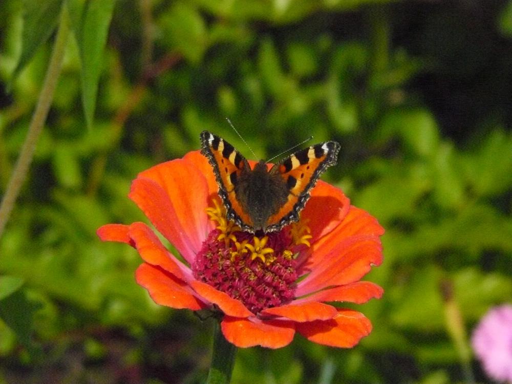 Photograph by Светлана Михайлова