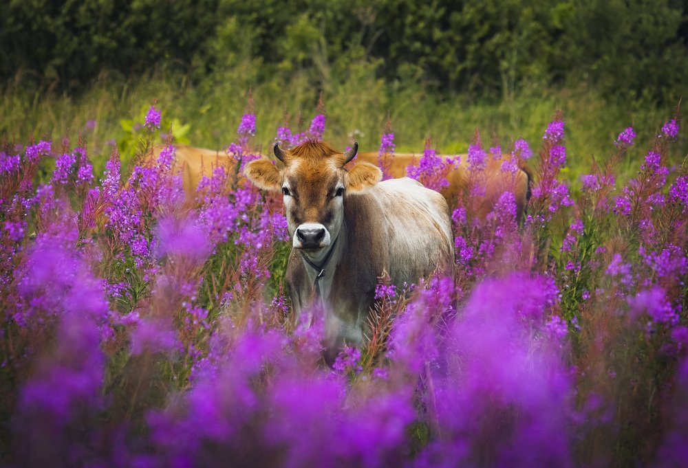 Photograph by Екатерина
