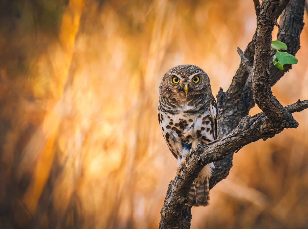 Photograph by Kirkamon Cabello