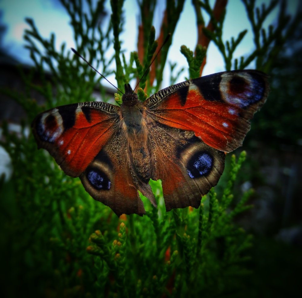 Фотография автора Виктор Конев