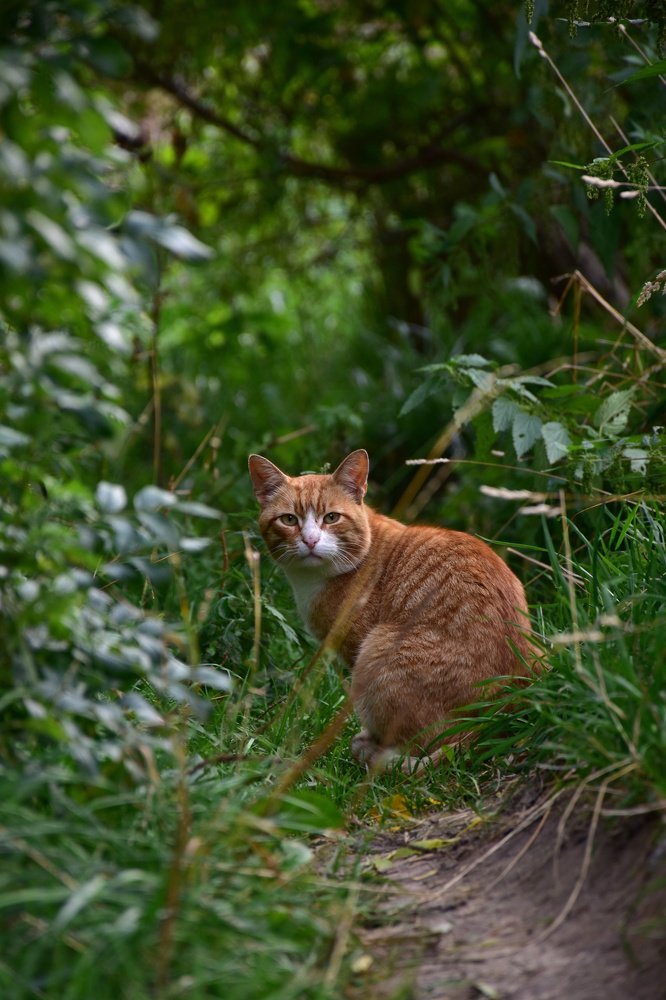 Рыжий кот.