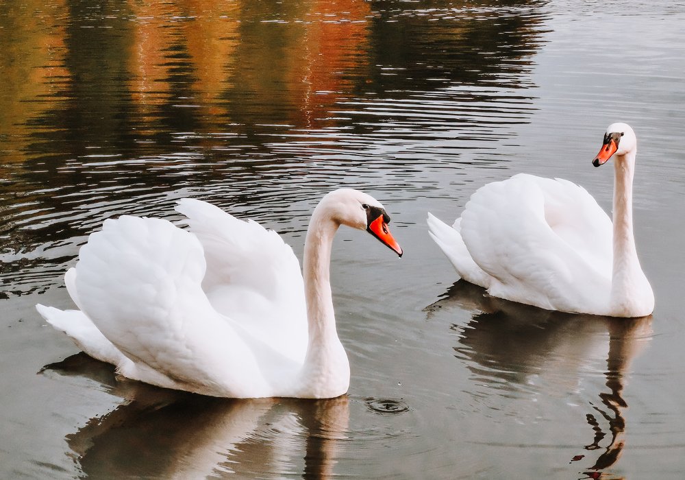 Photograph by Ангелина