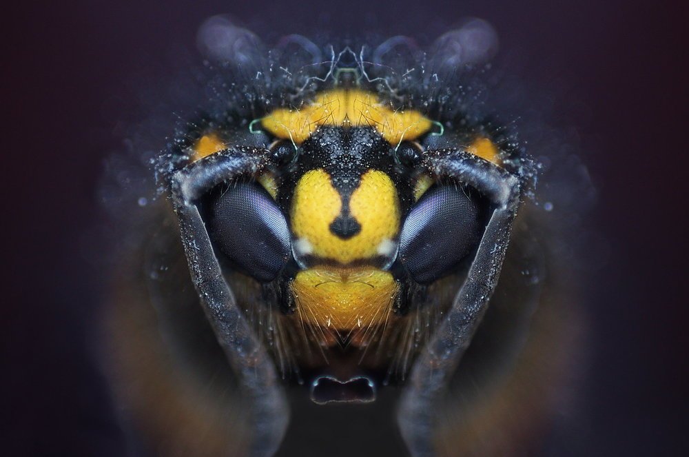 Photograph by Dejan Mržljak