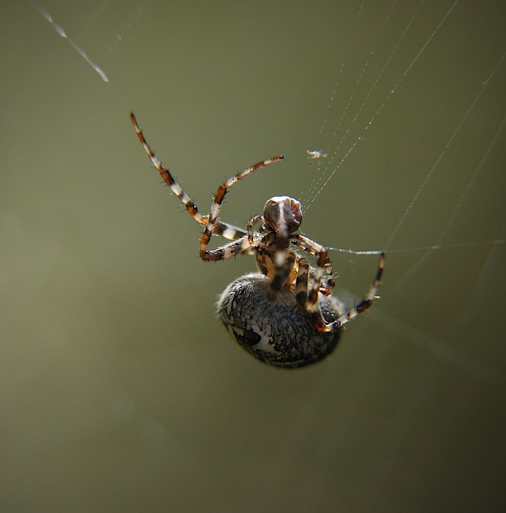 Cross spider